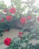 tt