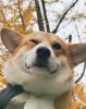 逸