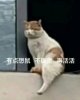 请你吃屁桃饼